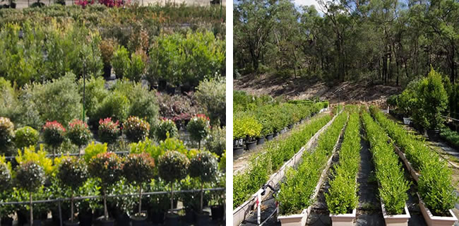 10000 plants for hire